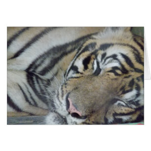 Sleeping Tiger
