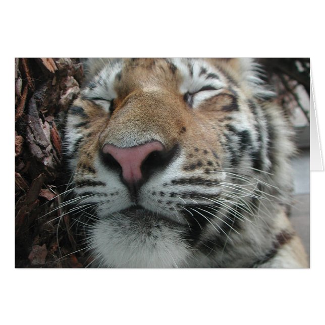 Sleeping Tiger (Front Horizontal)