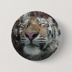 Sleeping Tiger 2 Inch Round Button