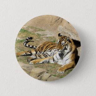 Sleeping Tiger 2 Inch Round Button