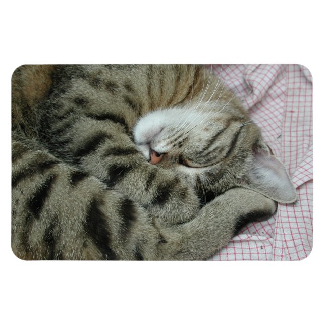 Sleeping Tiger-Cat Magnet (Horizontal)