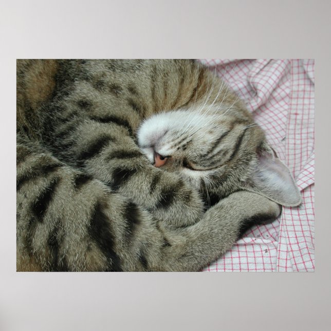 Sleeping Tiger-Cat Poster (Front)