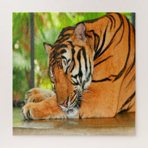 Sleeping Tiger Jigsaw Puzzle