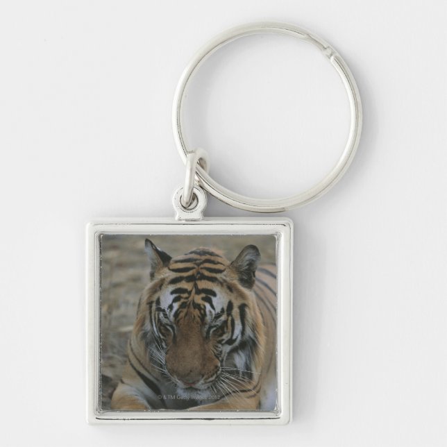 Sleeping Tiger Keychain (Front)