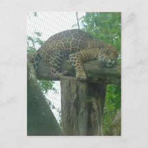 Sleeping Tiger on Tree, Forest, Nature, Wildlife Postcard