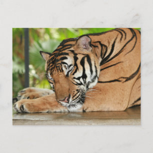 Sleeping Tiger Photo Postcard