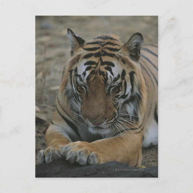 Sleeping Tiger Postcard (Front)
