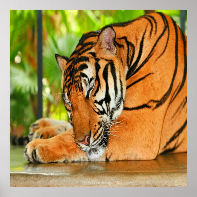 Sleeping Tiger Poster (Front)