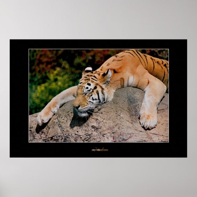 Sleeping Tiger Poster (Front)