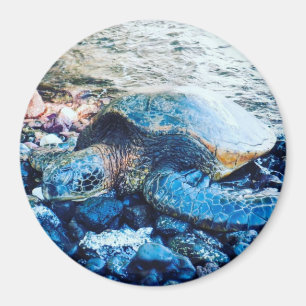 Sleeping Turtle Magnet