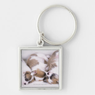 Sleeping welsh corgi puppies keychain