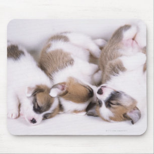 Sleeping welsh corgi puppies mouse pad