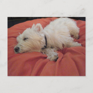 Sleeping Westie Photo Postcard