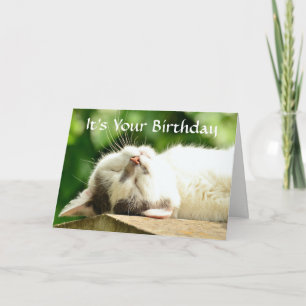 Sleeping White Cat Birthday Card