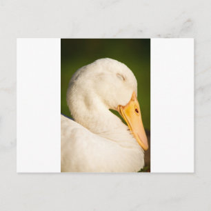 Sleeping White Duck Postcard