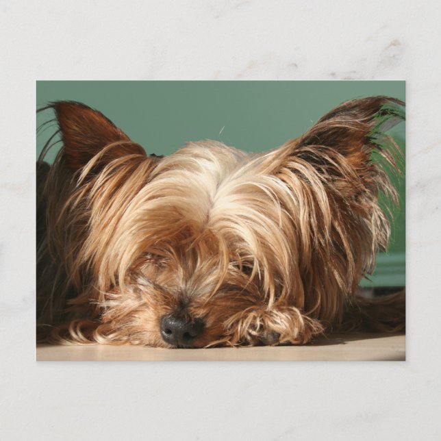 Sleeping Yorkie Postcard (Front)