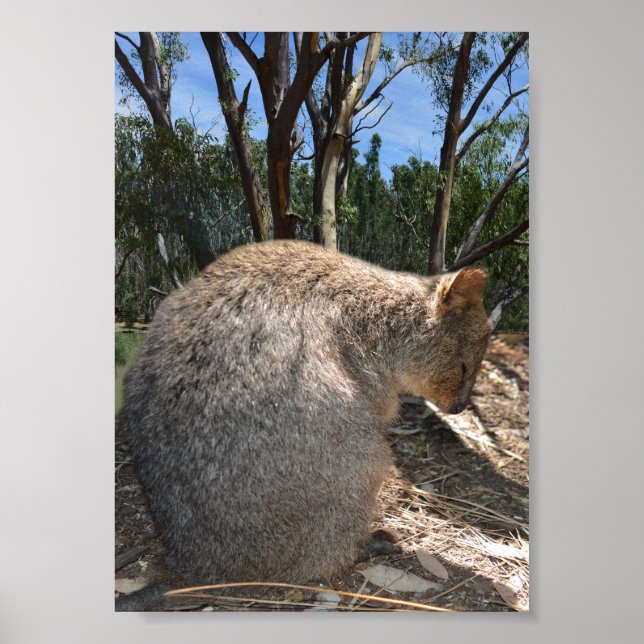 Sleepy Australian Quokka, Poster (Front)