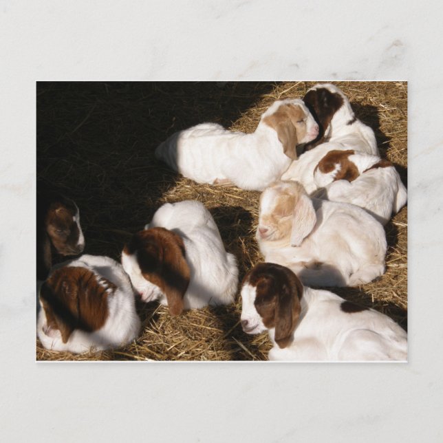 Sleepy Baby Goats Postcard (Front)