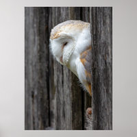 Sleepy Barn Owl
