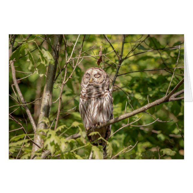 Sleepy Barred Owl (Front Horizontal)