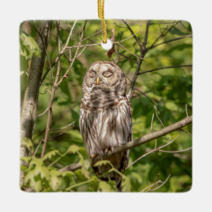 Sleepy Barred Owl Ceramic Ornament