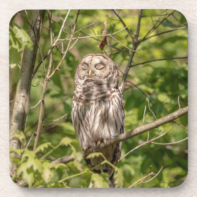 Sleepy Barred Owl Coaster (Front)