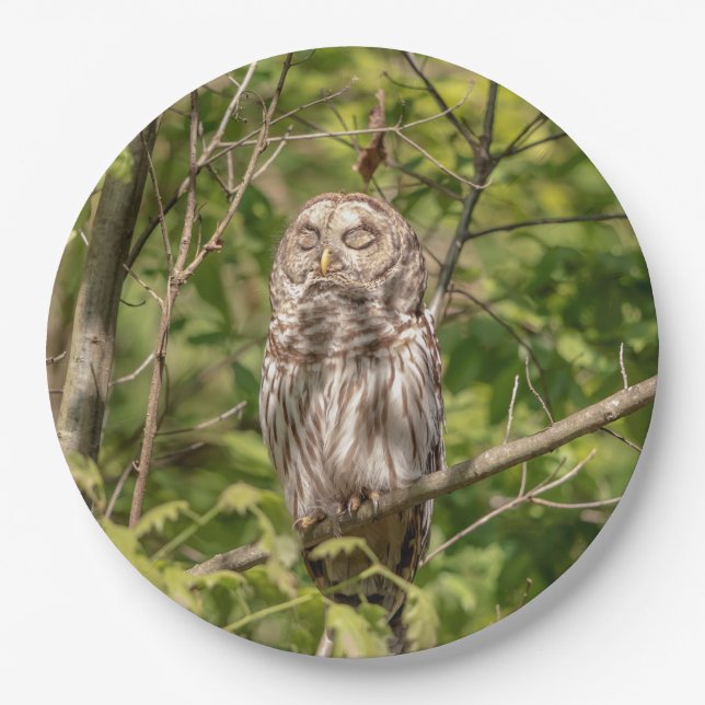 Sleepy Barred Owl Paper Plate (Front)
