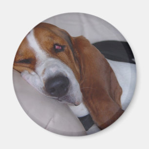 Sleepy Basset Hound Magnet