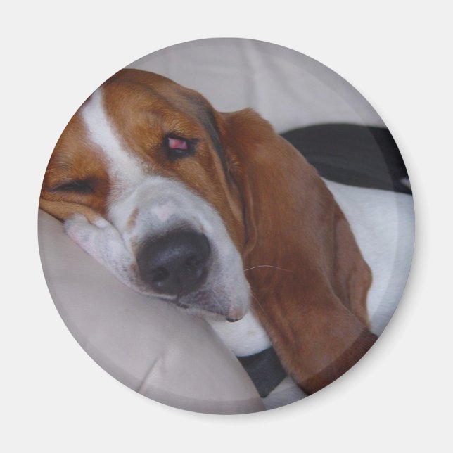 Sleepy Basset Hound Magnet (Front)