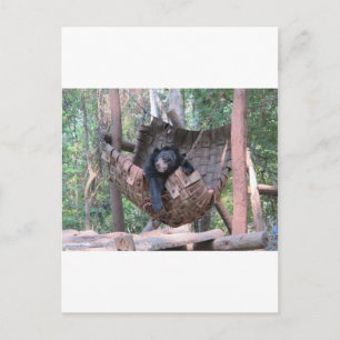 Sleepy Bear Hammock Park Forest Trail Camping Art Postcard