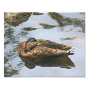 Sleepy Brown Mallard Duck 10x8 Nature  Photo Print