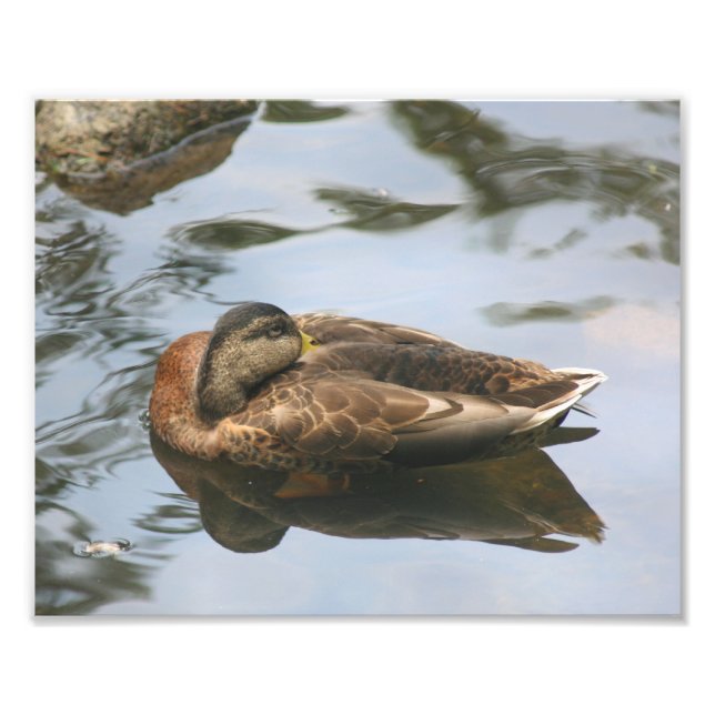 Sleepy Brown Mallard Duck 10x8 Nature  Photo Print (Front)
