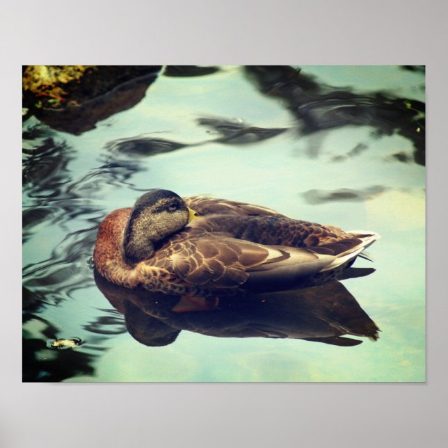 Sleepy Brown Mallard Duck Nature  Poster (Front)