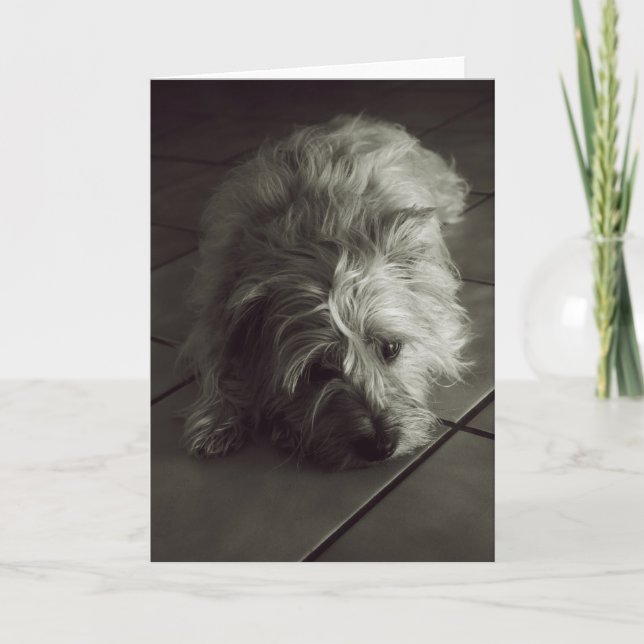 Sleepy cairn terrier card (Front)