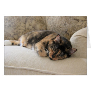 Sleepy Calico Cat, blank notes