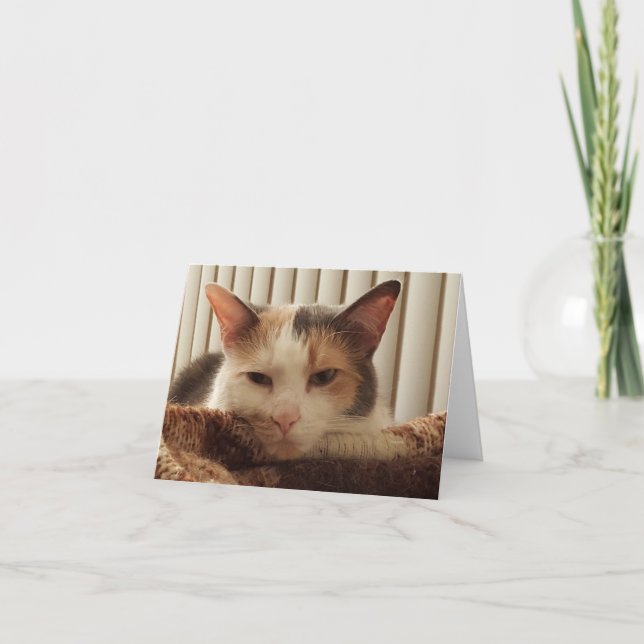 Sleepy Calico Cat Card (Front)