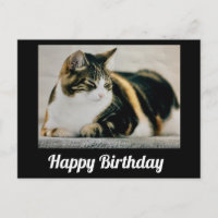 Sleepy Calico Cat Cute Happy Birthday