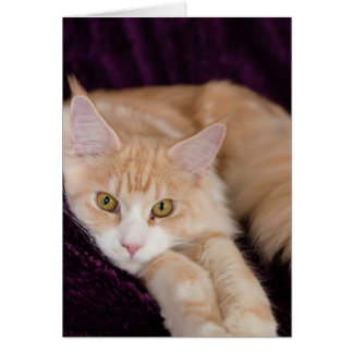 Sleepy cat