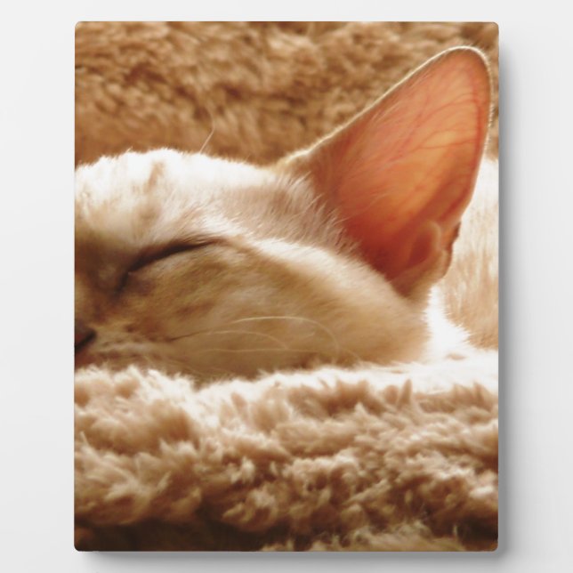 Sleepy Cat Plaque (Front)
