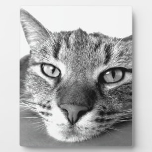 Sleepy Cat Plaque