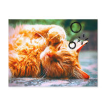Sleepy Cat