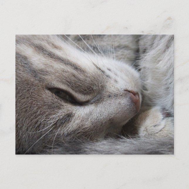 Sleepy Cat Postcard (Front)