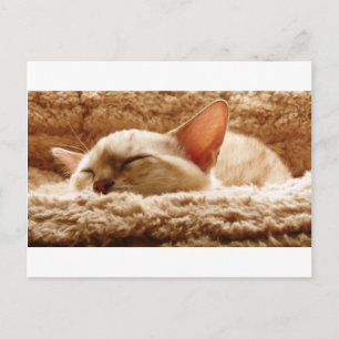 Sleepy Cat Postcard