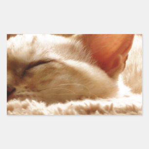 Sleepy Cat Sticker