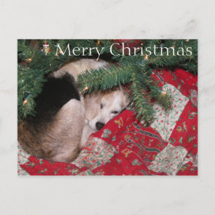 Sleepy Christmas Beagle Holiday Postcard