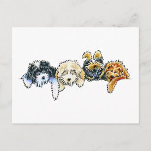 Sleepy Cockapoos Postcard