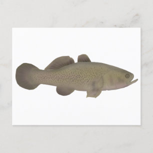 Sleepy Cod Postcard