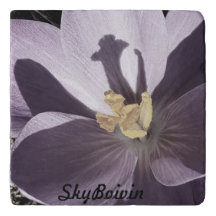 sleepy Crocus Poster