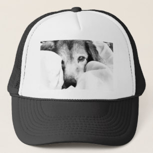 sleepy cuddle dog on bed black white grey trucker hat