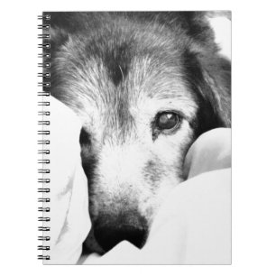 sleepy cuddle dog on bed black white notebook